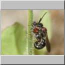 Smicromyrme rufipes - Rotbeinige Spinnenameise 05c 5-9mm Paarung.jpg